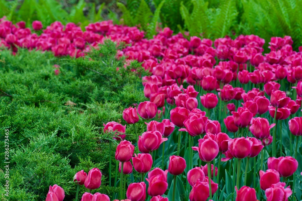 Beautiful colourful pink tulips with green leaves.