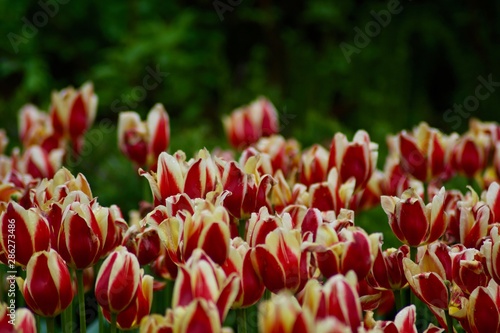 Beautiful colourful pink tulips with green leaves.