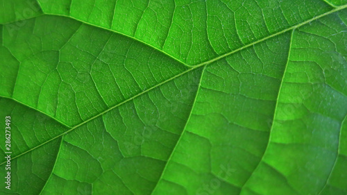 texture of avocado green leaf