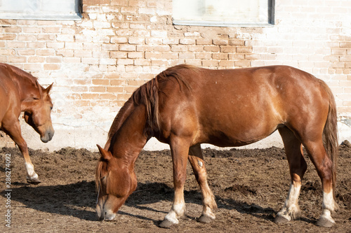 brown adult horse feeds on a farm next to other animals in summer