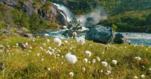 Kinsarvik, Hordaland, Norway. Norwegian Landscape With Mountains Cotton Grass, Cotton-grass Or Cottonsedge Eriophorum And Waterfall Nykkjesoyfossen On Background. Hardangervidda Mountain Plateau photo