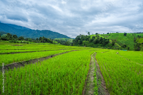 Paddy Rice Field Plantation Landscape with Mountain View Background