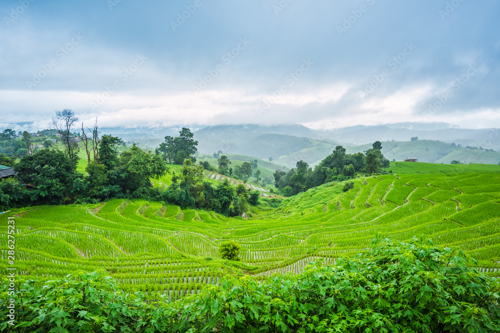 Obraz premium Paddy Rice Field Plantation Landscape with Mountain View Background