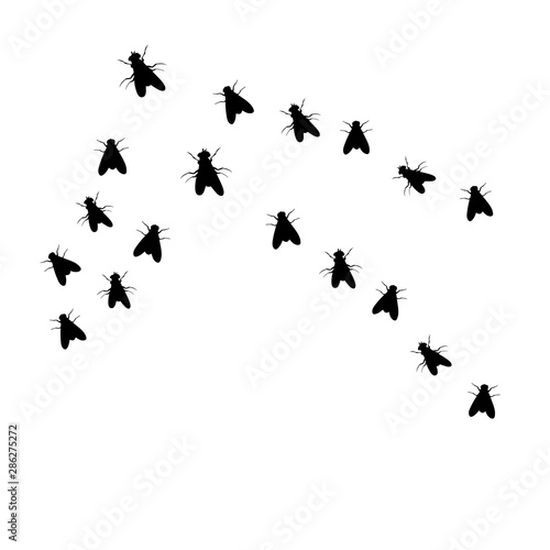 vector, isolated, silhouette of a flying fly © zolotons