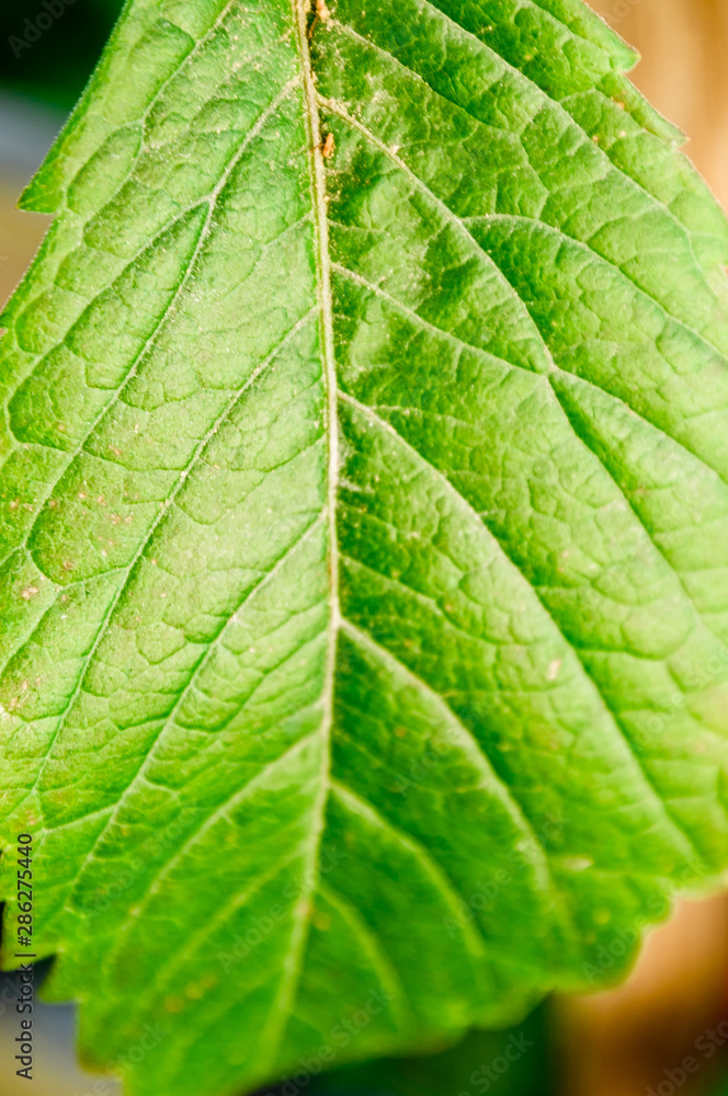 Fototapeta premium Green leaf close-up. Macro photography of plants. Natural background and texture.