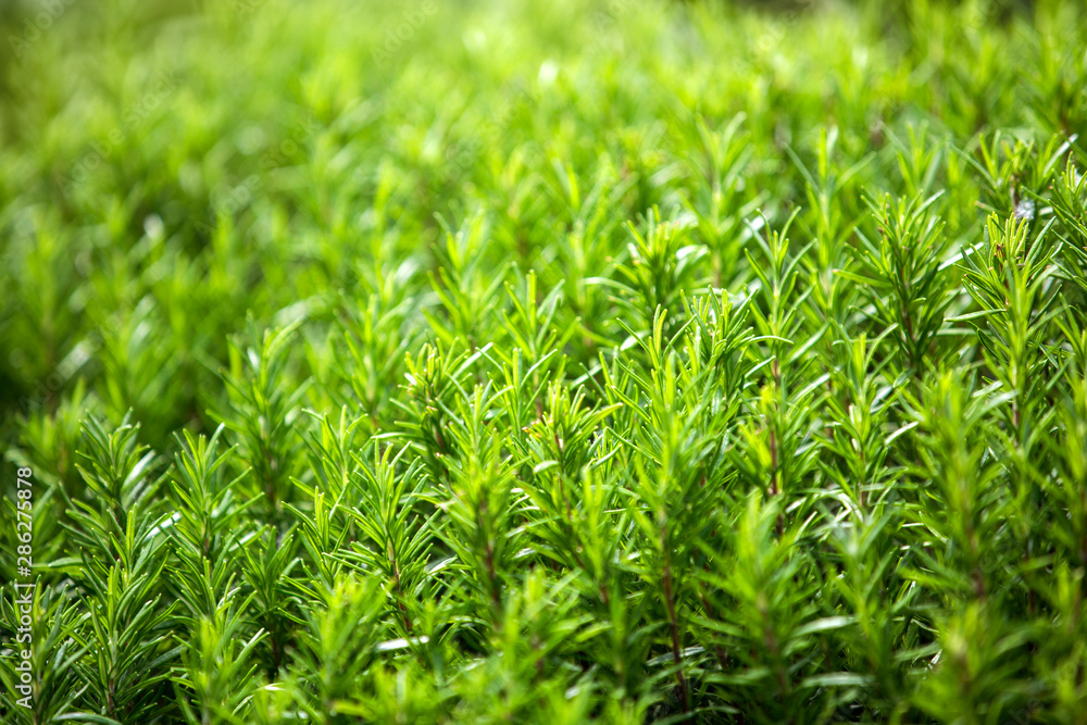 Close up of fresh rosemary Close up of fresh rosemary