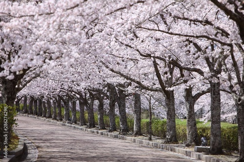 和らぎの道の桜