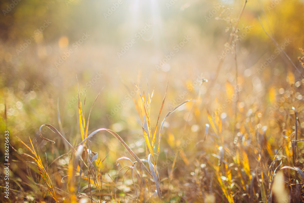 Autumn abstract background with yellow and brown grass in sunlight. golden grass field at sunset. selective focus