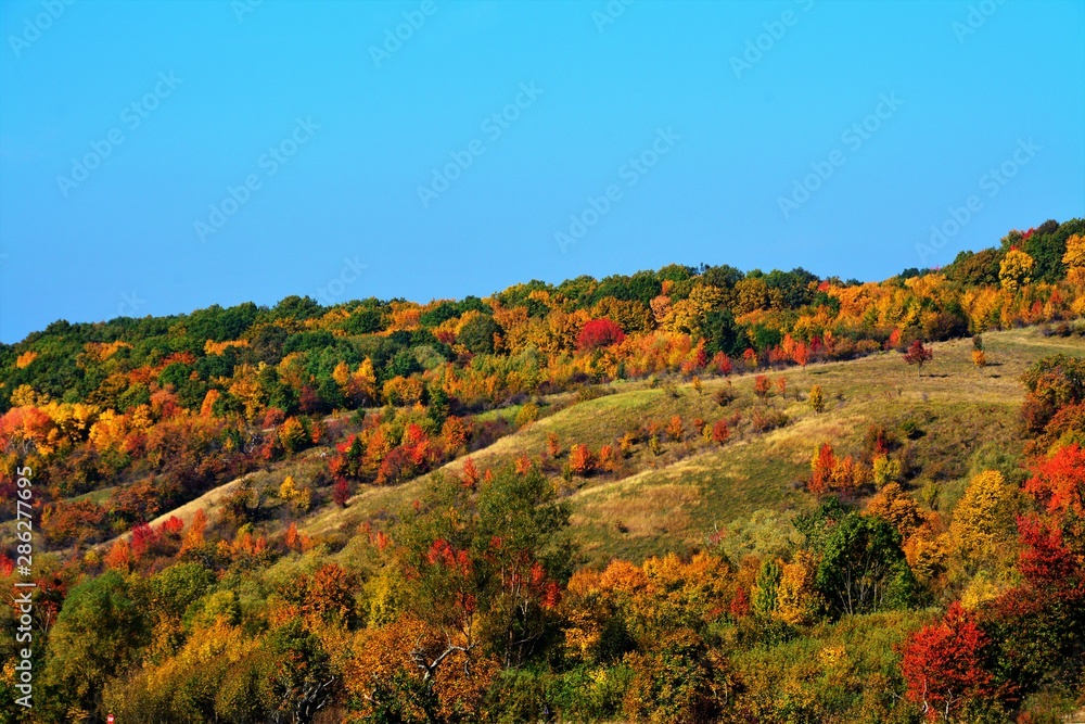 autumn landscape with yellowed forest