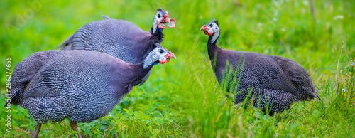 guinea fowl - Numida meleagris f. domestica photo