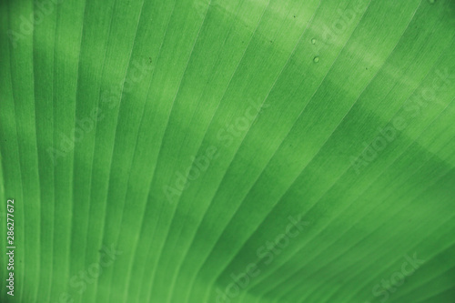 the fresh banana leaves. blurred background. pattern wallpaper. nature wallpaper