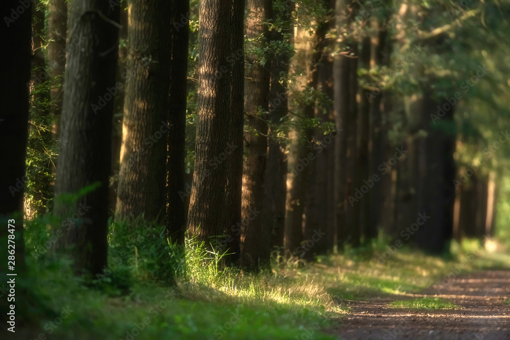 Trunks along forest path in sunlight in summer.