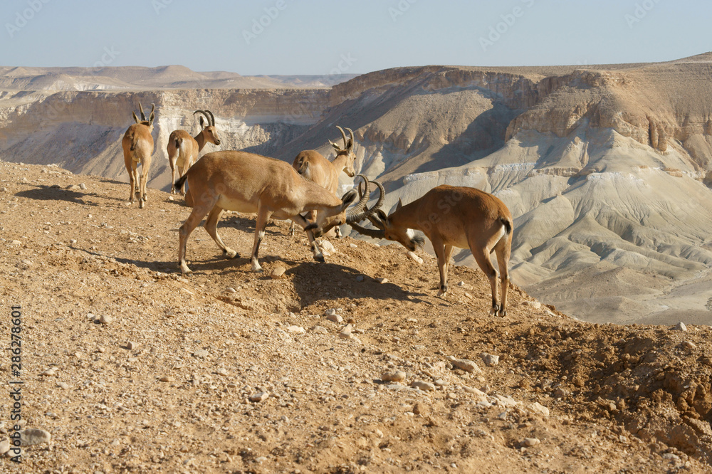 Φωτογραφία Entertainment of young Nubian ibexes (Capra nubiana sinaitica) in Negev desert o