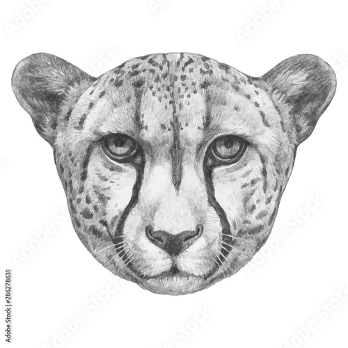 Portrait of Cheetah. Hand-drawn illustration. Vector