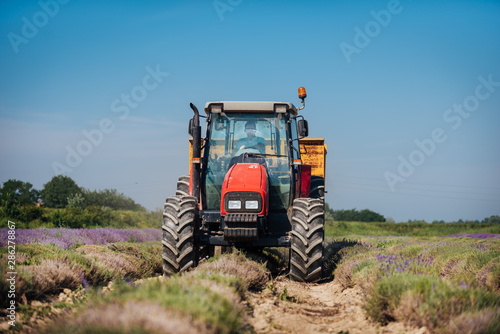 Boy driving an agricultural machine with a towing during harvesting lavender
