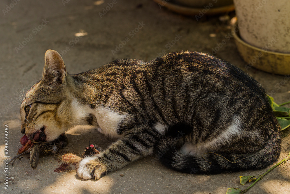 A kitten and a sparrow. Pet kills birds and eats them. The kitty is a predator. The young hunter. The world of cats. A kitten and a sparrow. Pet kills birds and eats them. The kitty is a predator. The young hunter. The world of cats.