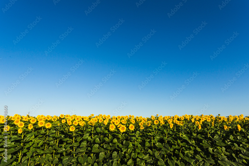 field of sunflowers blue sky without clouds
