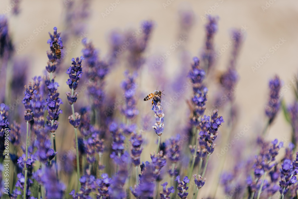 Naklejka premium Close up of lavender flowers full of insects like bees and hornets