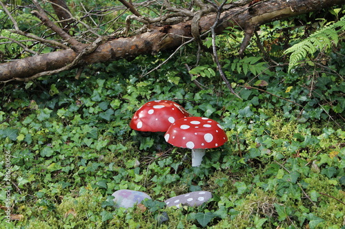 red mushroom in the forest