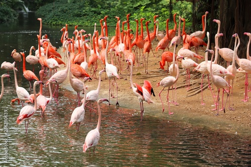 a group of flamingos 