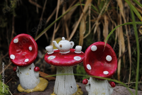 mushroom in the forest