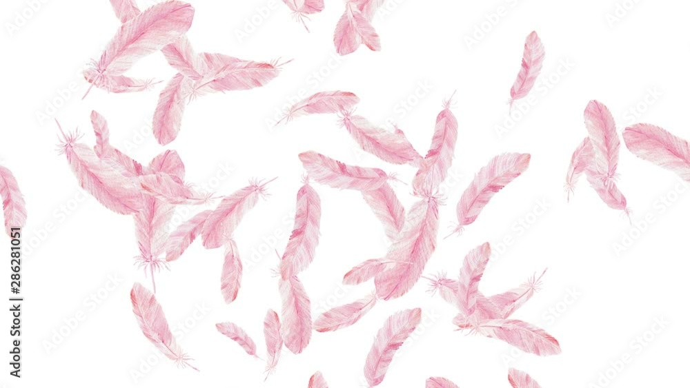 Abstract animated background with feathers. Abstract animated background with feathers.