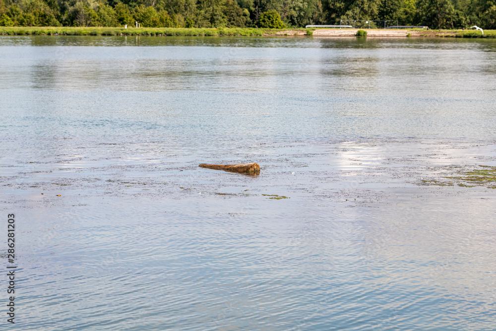 Fototapeta premium Treibholz auf dem Rhein