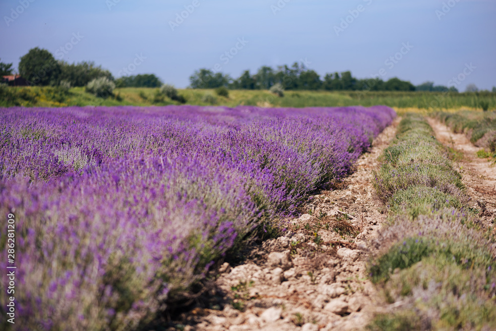 Close up of lavender field rows Close up of lavender field rows