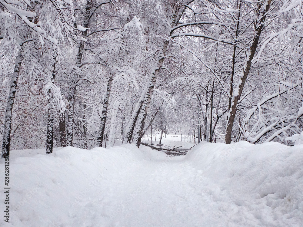 Snow-covered path, stuck snow on the trees and broken fallen tree branches. Park in the snowy wintertime Snow-covered path, stuck snow on the trees and broken fallen tree branches. Park in the snowy wintertime