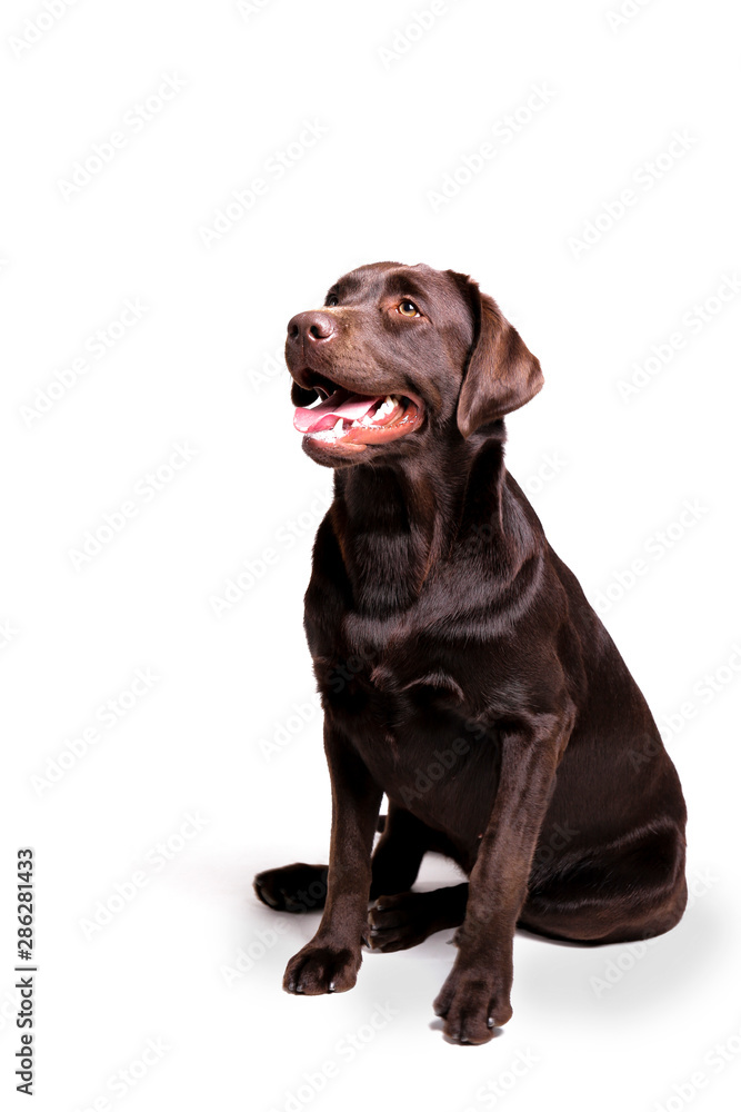 Portrait of eighteen months old chocolate labrador retriever isolated on white background. Happy and funny brown dog, studio shot. Close up, copy space.