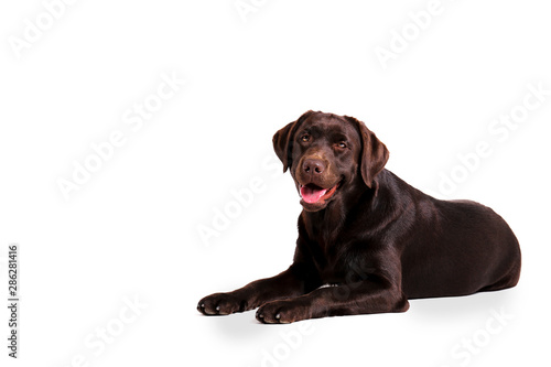 Portrait of eighteen months old chocolate labrador retriever isolated on white background. Happy and funny brown dog  studio shot. Close up  copy space.