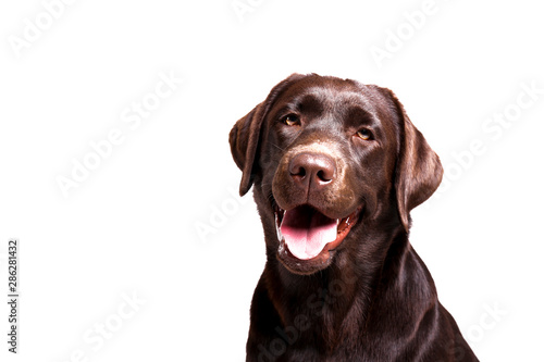 Fotografie Portrait of eighteen months old chocolate labrador retriever isolated on white background