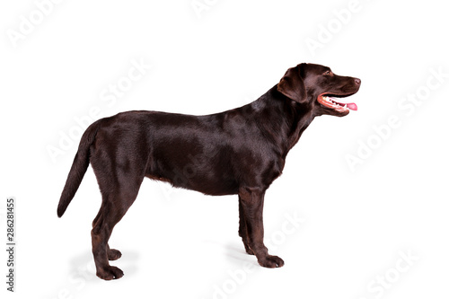 Portrait of eighteen months old chocolate labrador retriever isolated on white background. Happy and funny brown dog, studio shot. Close up, copy space.