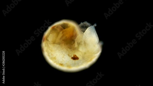 Black Sea plankton and zooplankton under a microscope, the Gastropoda mollusk larva, already formed, ready to fall to the bottom and crawl photo