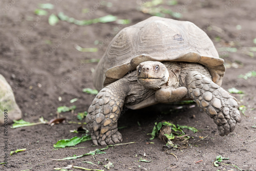 Fototapeta premium Tortoise marching on