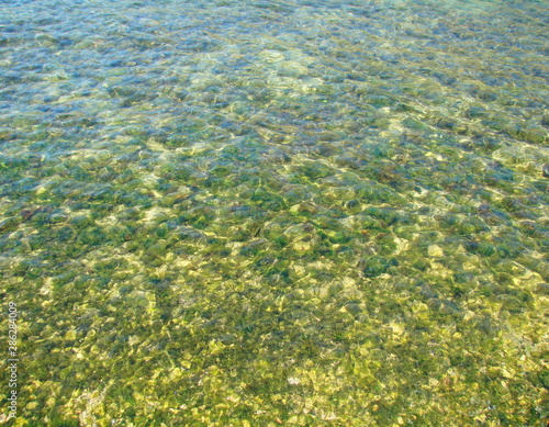 Fototapeta Naklejka Na Ścianę i Meble -  Panorama of the seabed covered with diverse vegetation through the prism of clear seawater illuminated by sunlight.