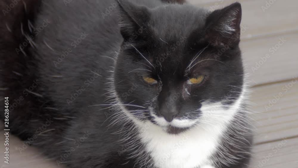 A zoom out shot of a black and white cat staring at the camera. A zoom out shot of a black and white cat staring at the camera.
