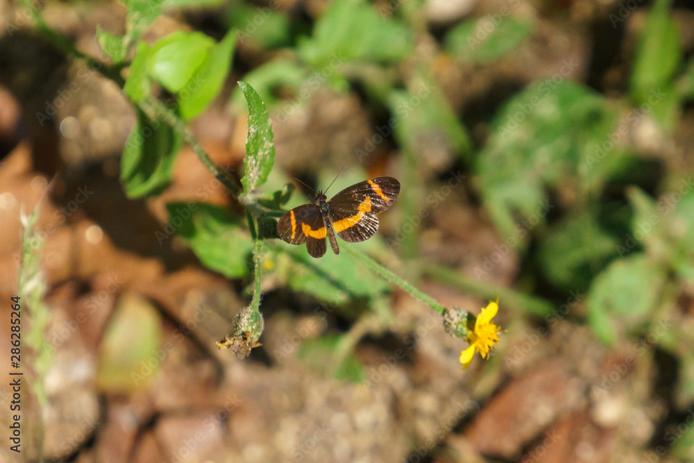 Elf butterfly (Microtia elva elva), Mexico