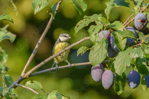 Eine Blaumeise sitzt in einem Pflaumenbaum photo