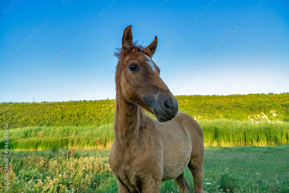 Image of young foal. Portrait of cute domestic brown horse grazing on