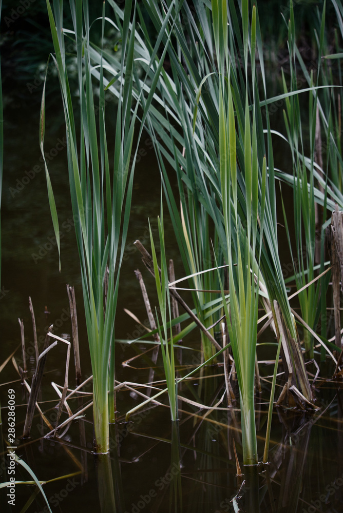 Fototapeta premium Cattails growing from pond and reeds standing tall