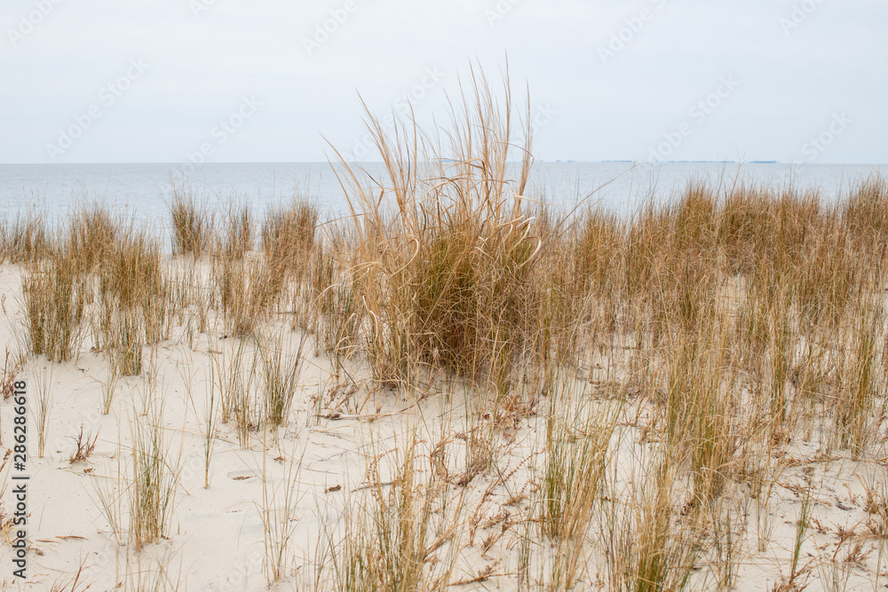 view of autumn grasses along the western shore of the chesapeake bay in southern maryland at flag ponds nature park in calvert county view of autumn grasses along the western shore of the chesapeake bay in southern maryland at flag ponds nature park in calvert county