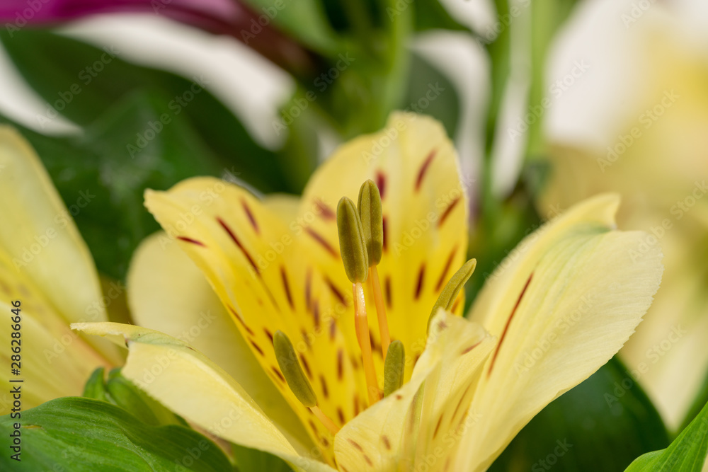 A Peruvian lily flower in yellow