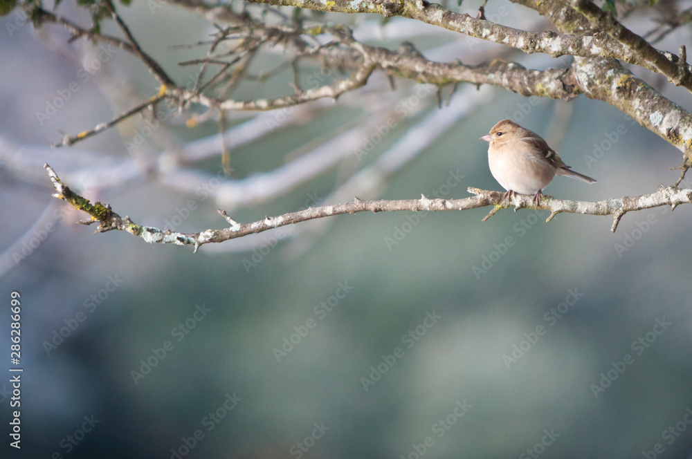 Hembra de pinzón vulgar (Fringilla coelebs) Hembra de pinzón vulgar (Fringilla coelebs)