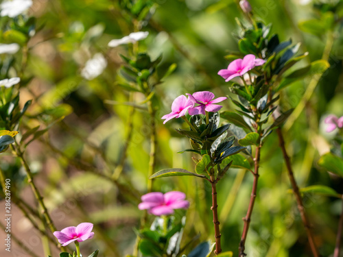 Pretty pink periwinkle flowers in garden