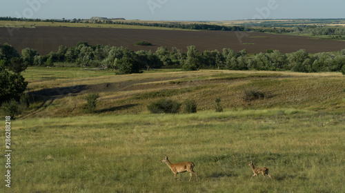 Fototapeta Naklejka Na Ścianę i Meble -  Deer in the steppe in Russia, aerial photo