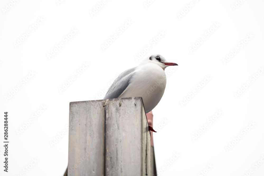 A seagull is sitting on the wall A seagull is sitting on the wall