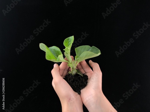 Flower seedlings in hands on a black background. The palms of the girl hold the ground with the stem of a plant with green leaves. Concept: save life, protect nature.