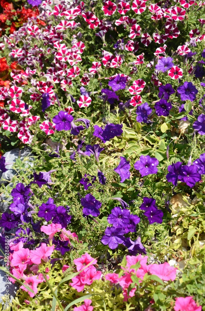 Macédoine du Nord : Parterres de fleurs à Lagadin (région d’Ohrid)