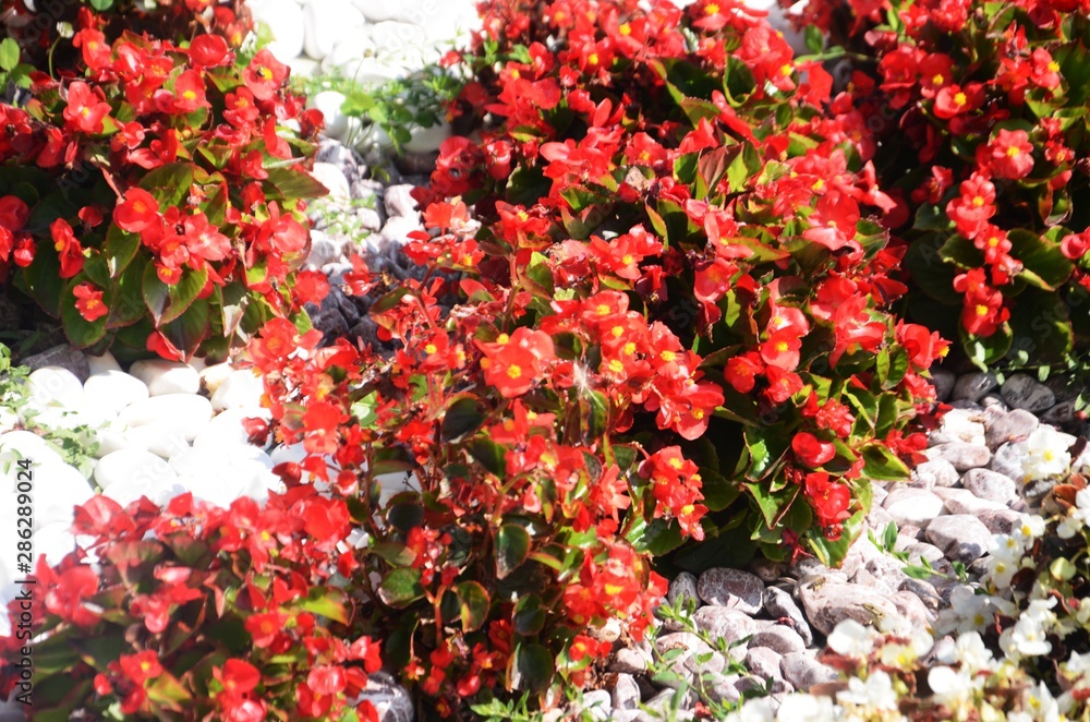 Macédoine du Nord : Parterres de fleurs à Lagadin (région d’Ohrid)